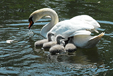 town-mill-swans-150 high